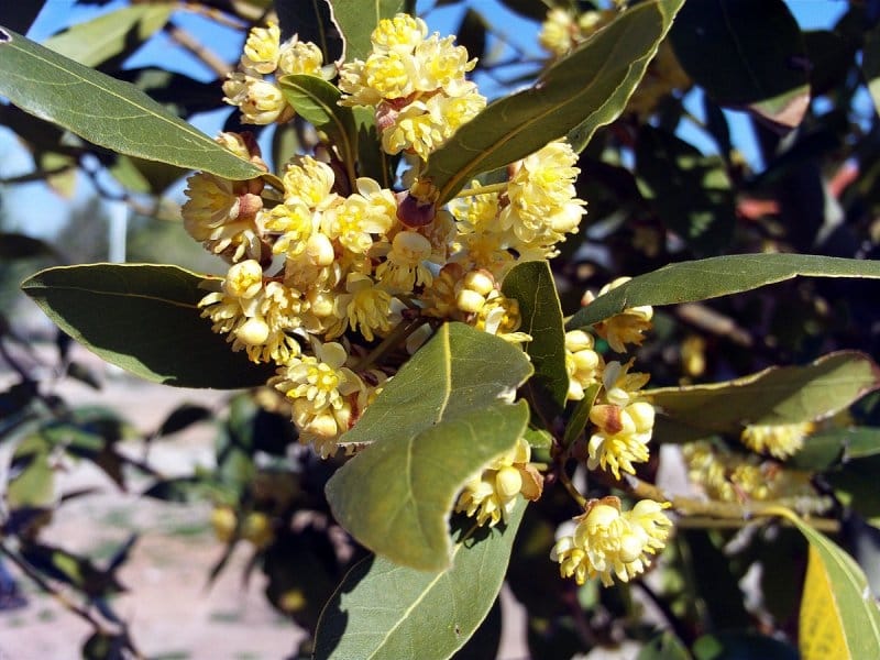 Sweet Bay Leaf Tree: How To Grow A Bay Leaf Tree