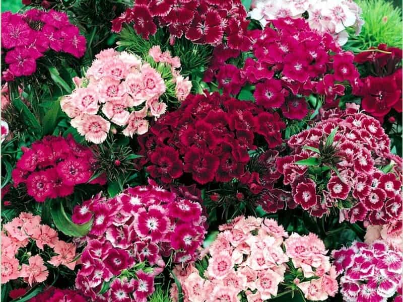 Sweet William (Dianthus Barbatus) Is A Species Of Dianthus Native To  Southern Europe And Parts Of Asia Which Has Become A Popular Ornamental  Garden Plant. Stock Photo, Picture And Royalty Free Image.
