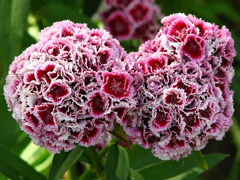 Sweet William (Dianthus barbatus) organic - The Good-To-Know - Seeds A-Z -  Seed catalog D - Samen  Saatgut