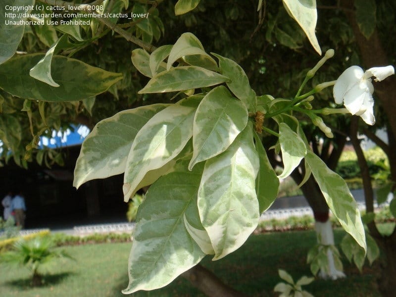 Tabernaemontana sp. 'Variegata', Crepe Jasmine (1.2m-1.5m) – Noah Garden  Centre