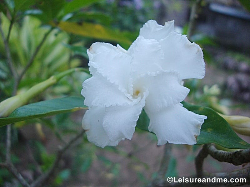 Tabernaemontana sp. 'Variegata', Crepe Jasmine in Bag (1.0-1.2m) – Noah  Garden Centre