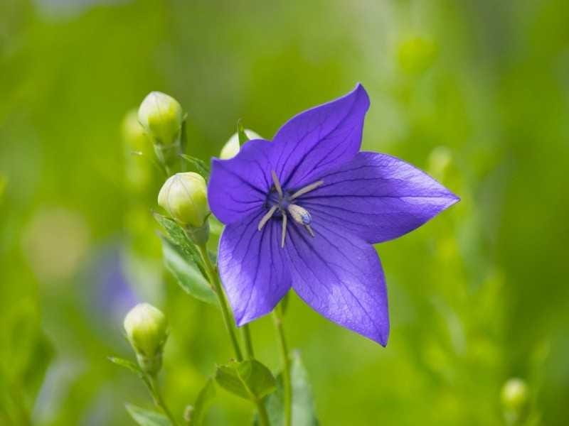 Tall Bellflower (Campanula americana) Seeds – Wild Seed Project