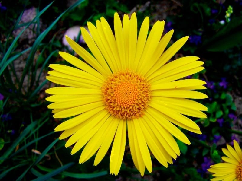 Tall Yellow Flowers High Resolution Stock Photography and Images - Alamy