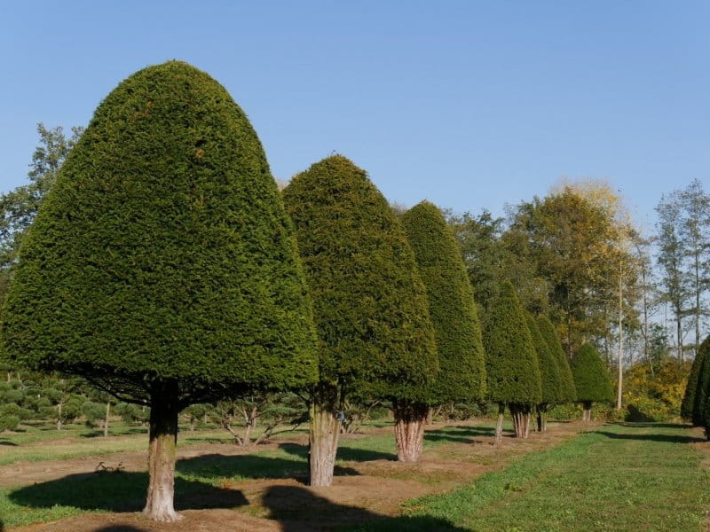 Taunton Yew Care: Learn About Growing Taunton Yews In The Landscape
