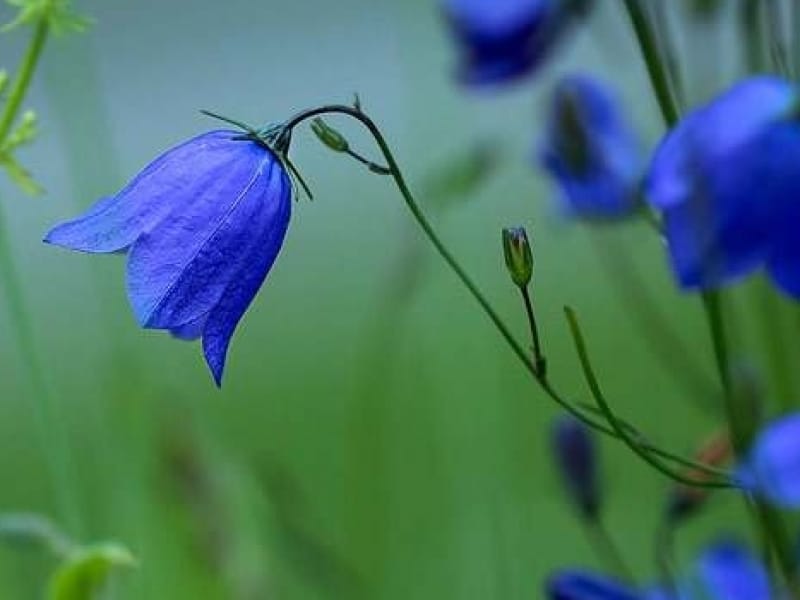 Tender bright bluebell flowers isolated on white background Stock Photo by  ©tkorop 365780522