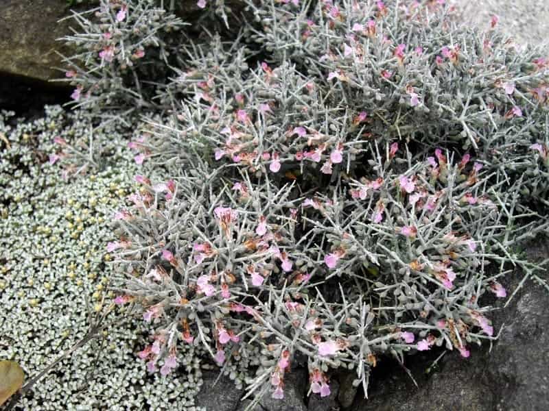 Teucrium chamaedrys - Gardening Wiki - Fandom