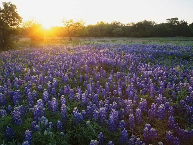 Texas Blue Bonnets: How To Grow Blue Bonnet Flowers In The Garden