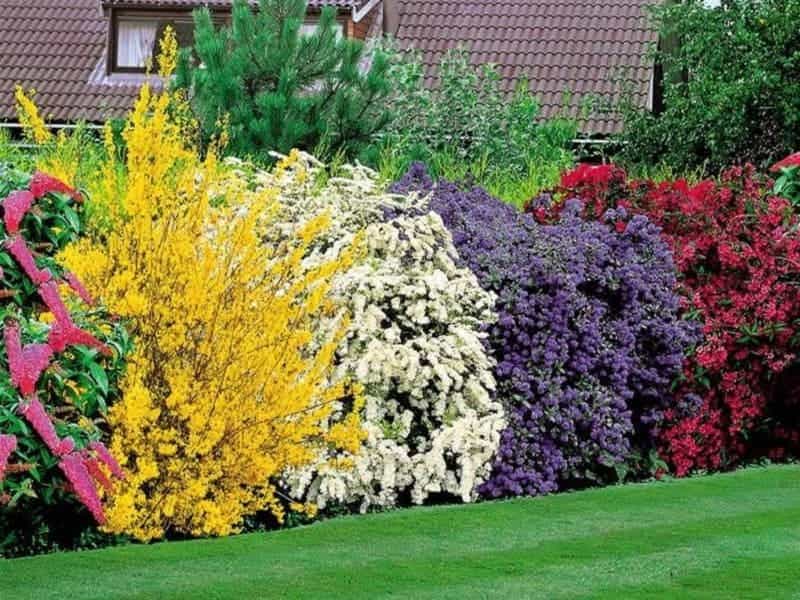 The 10 best shrubs for your garden, by the legendary gardener who's  dedicated his life to them - Country Life