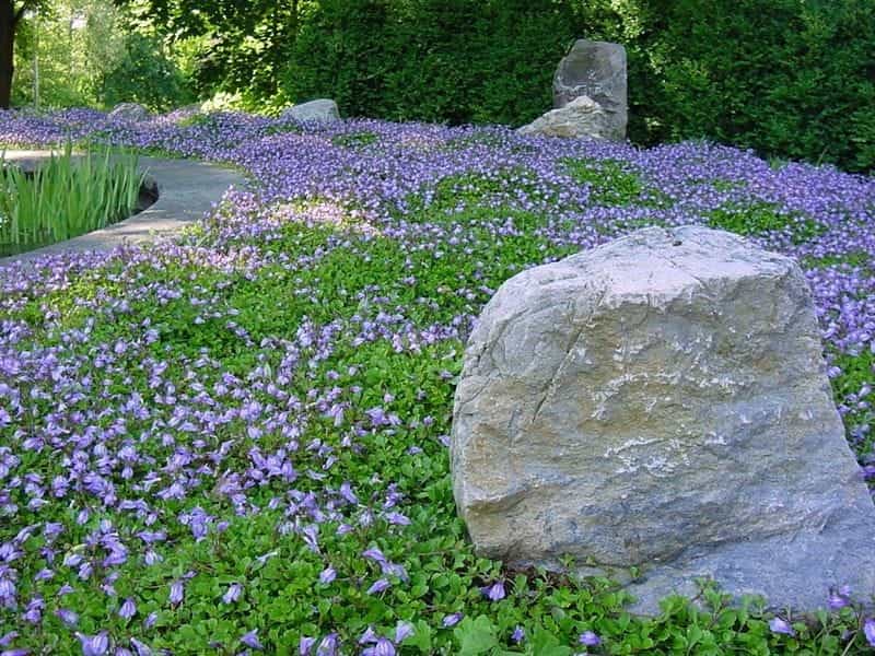 The 7 Main Types Of Mazus Flowers for Your Garden - Home Stratosphere