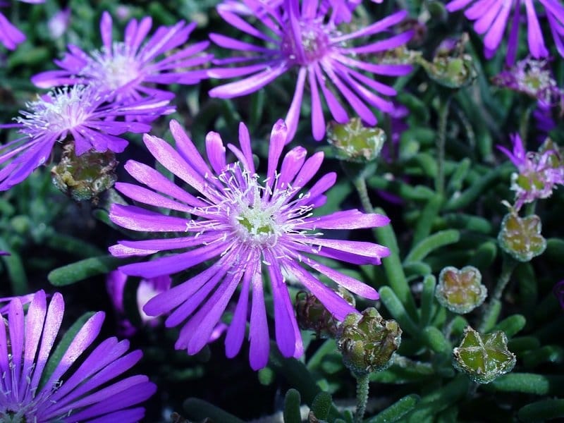 The Age of the Ice Plant - BMC Series blog