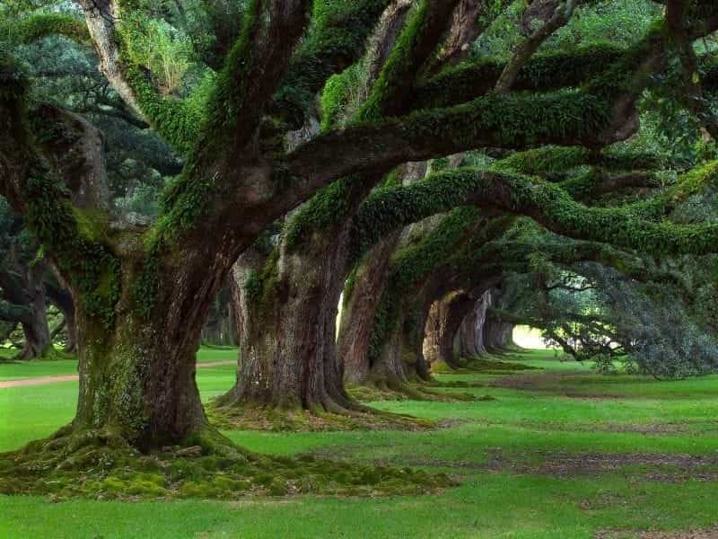 The Benefits of Big Trees - Salisbury Greenhouse