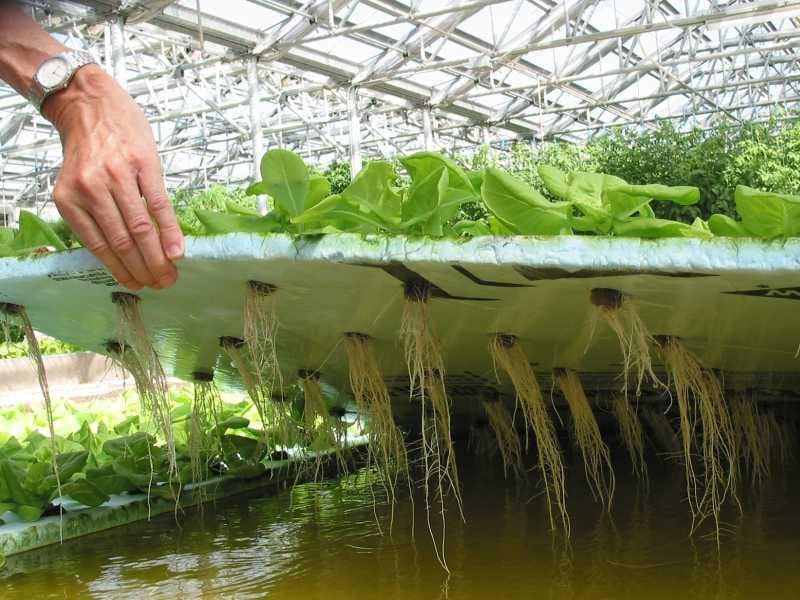 The Benefits of Hydroponics for Fresh Produce Businesses