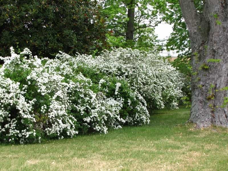 The Best Flowering Shrubs and Bushes for the Eastern and Western U.S. -  Dengarden