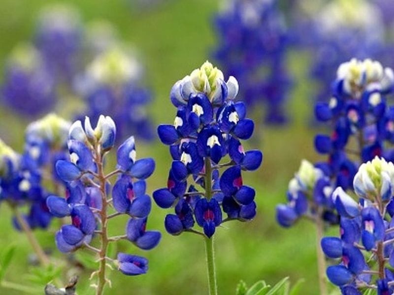The Best Way to See the Bluebonnets in Texas Hill Country - Blair House Inn
