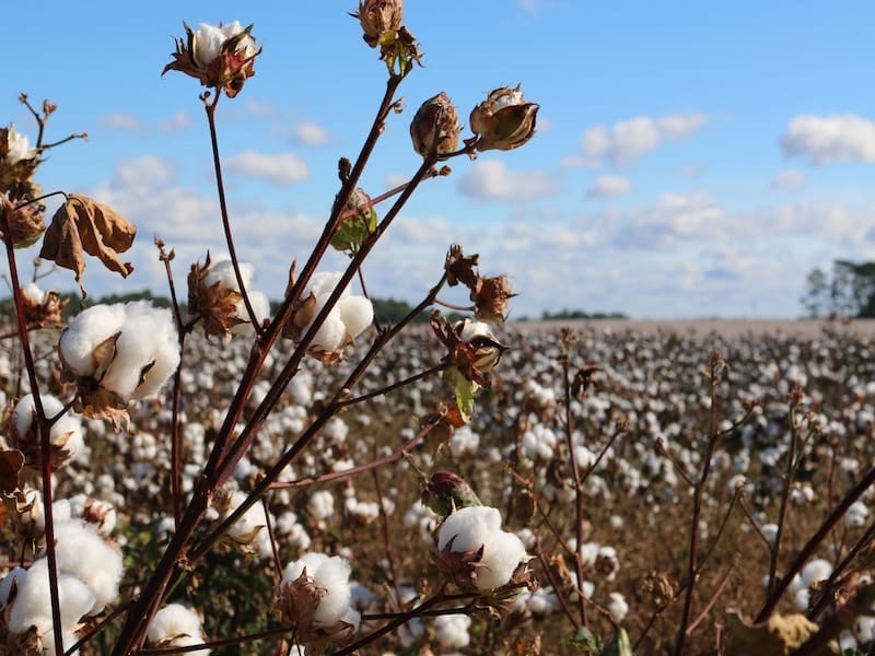 The Cotton Flower - The Fluffy Plant - FloraQueen