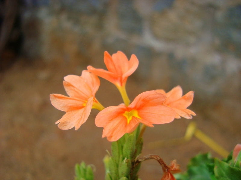 The Firecracker Flower , Crossandra Infundibuliformis , Sri Lanka Stock  Image - Image of native, flowers: 178807701