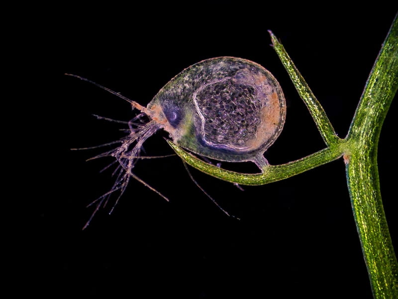 The Floating Bladderwort — In Defense of Plants