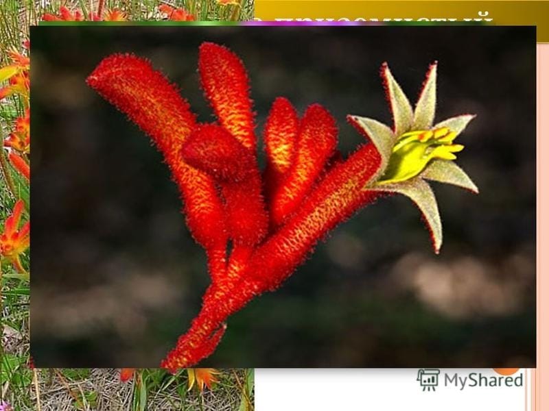 The Floral Emblem of Western Australia - The Red and Green Kangaroo Paw -  Friends of the Royal Botanic Gardens