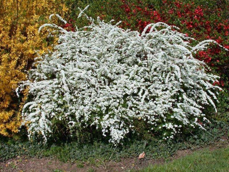 The Garden Life: Seasonal flowering shrubs carry us through year - The  Columbian