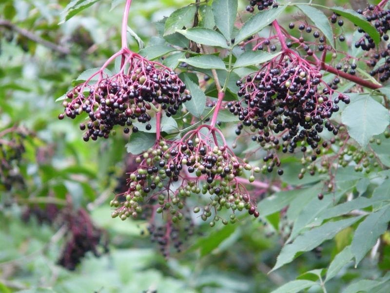 The Many Wonders of the Elder Plant (Sambucus nigra and Canadensis) -  Coastal Maine Botanical Gardens