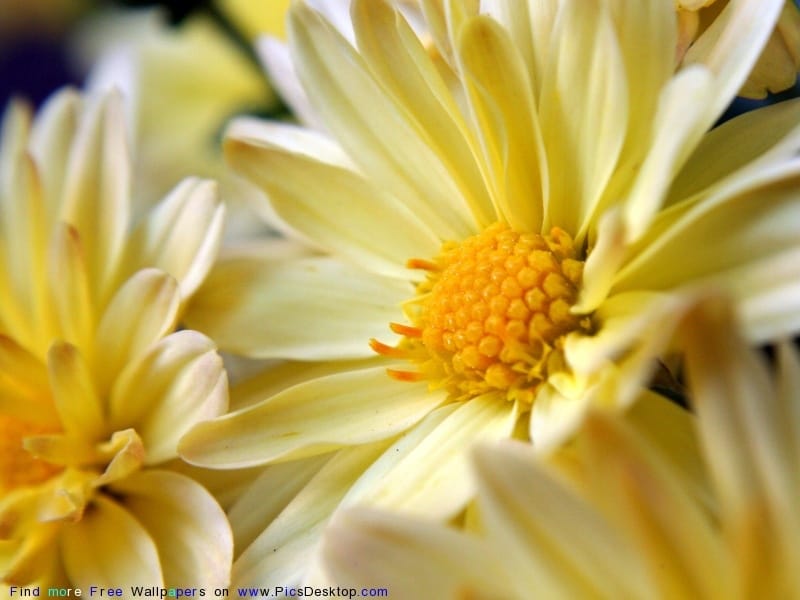 The Meaning of Yellow Flowers and When to Send Them - The Real Flower  Company blog