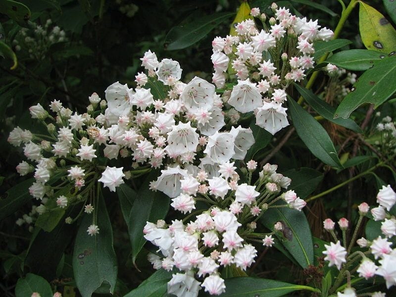 The Mountain Laurel is in Bloom Again - Connecticut Historical Society
