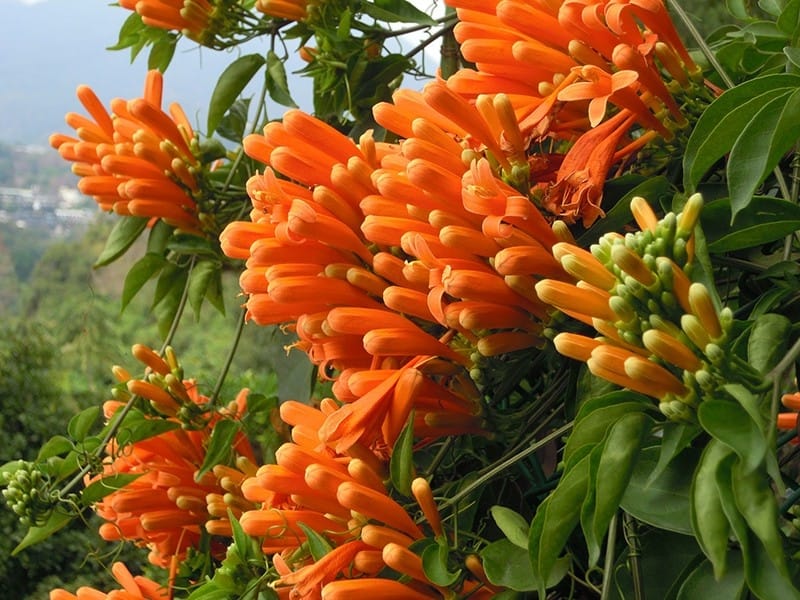 The Orange Firecracker Flower Stock Image - Image of firework, plant:  59295135