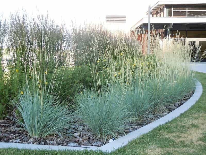 The Ornamental Grass Collection - Grasses - Hedges Direct