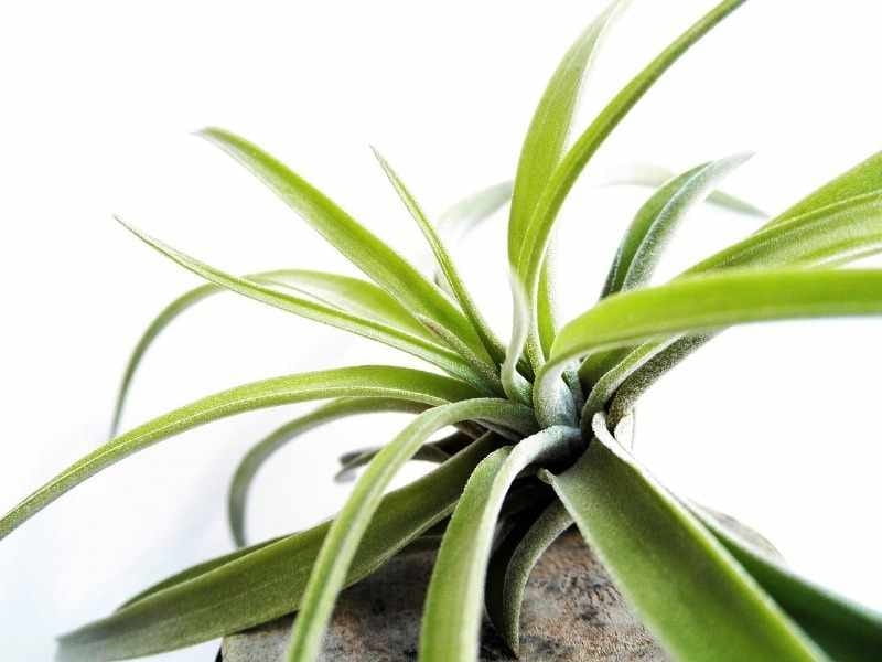 The Right Base For Your Air Plant Terrarium - Air Plant Design Studio