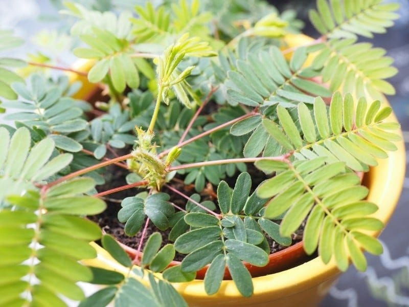 The Sensitive Plant Mimosa Pudica - Dengarden