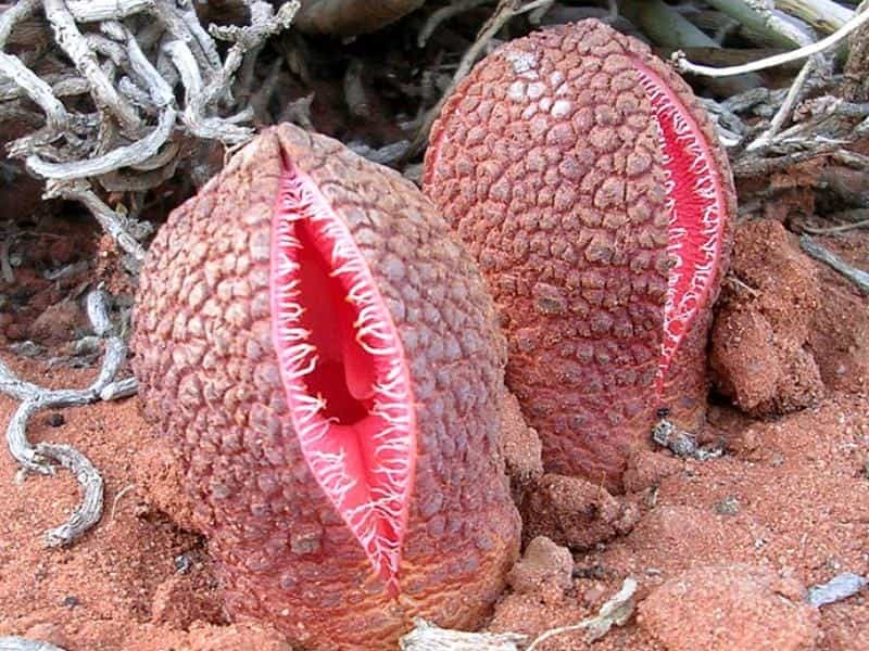 The Strangest Plant In The World?! - YouTube