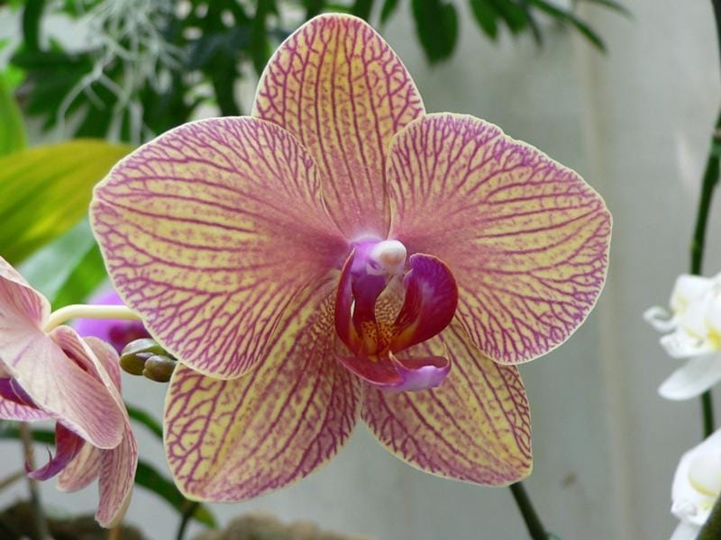 The Weird Sex Lives of Orchids