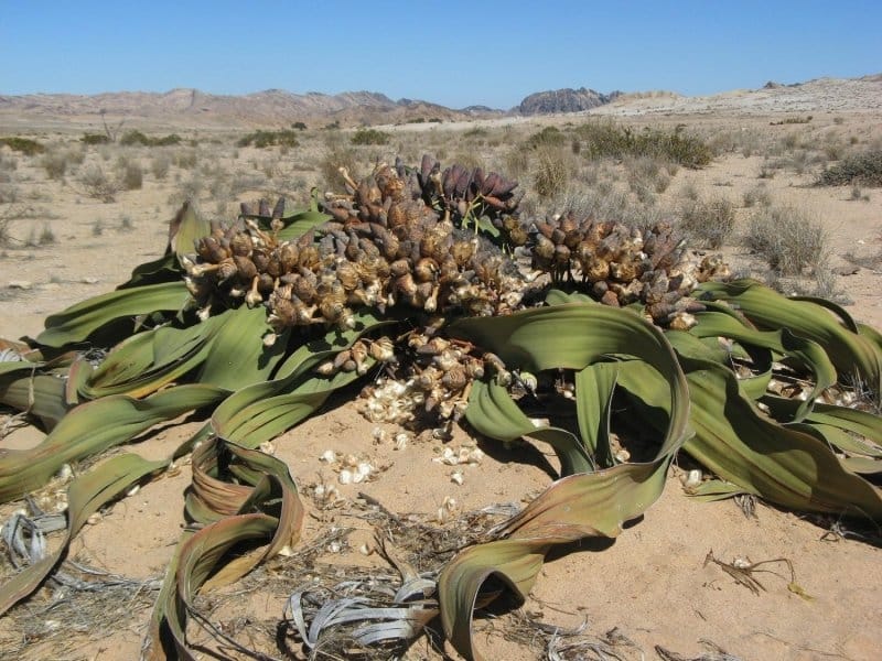 The Welwitschia mirabilis — one truly remarkable plant - The Riverdale  Press - riverdalepress.com