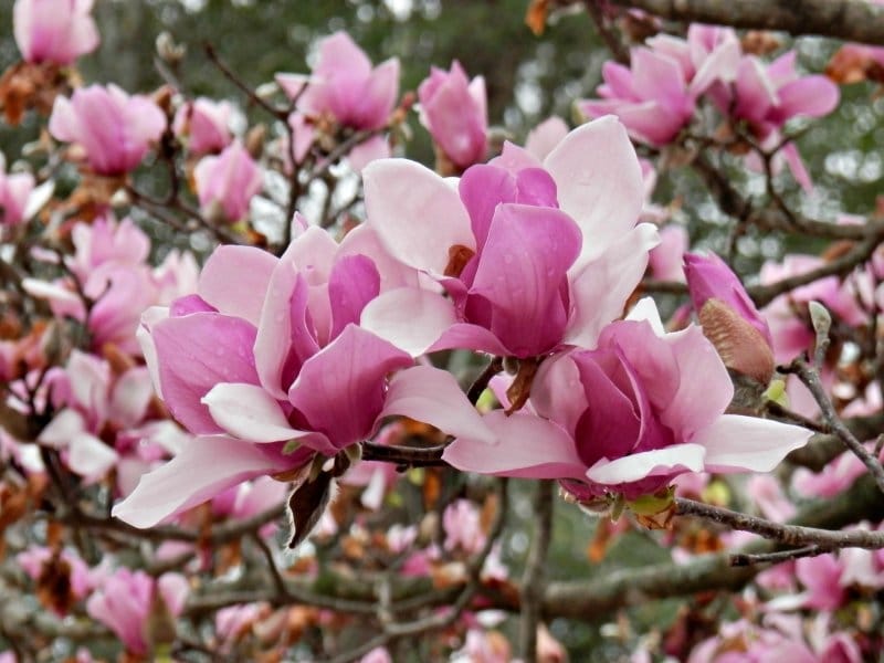 The difference between cherry blossoms and saucer magnolias - Smithsonian  Institution