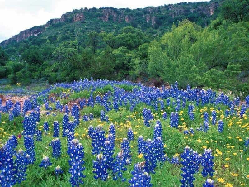 The freeze crippled Texas' power grid. But not its bluebonnets