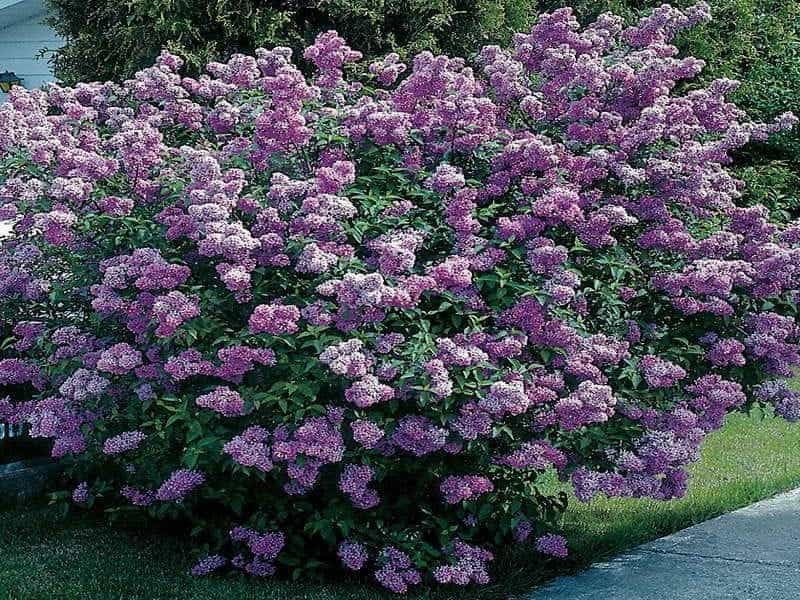 The most perfect perennial shrubs for your garden - Flowering bushes, Flowering  shrubs, Shrubs for landscaping