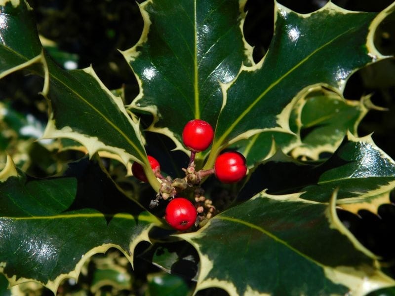 The story of English holly in Washington – Noxious Weeds Blog