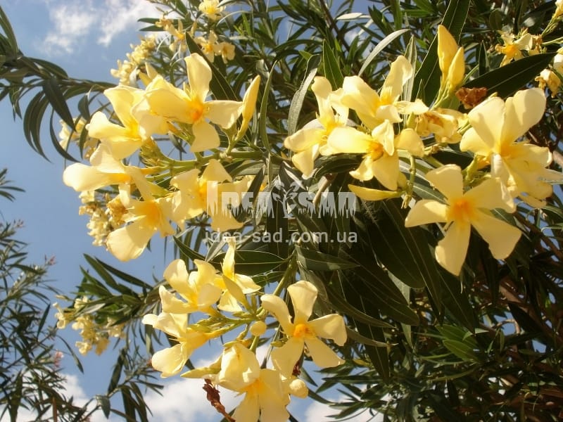 Thevetia Peruviana Yellow Oleander Stock Photo, Picture And Royalty Free  Image. Image 29677291.
