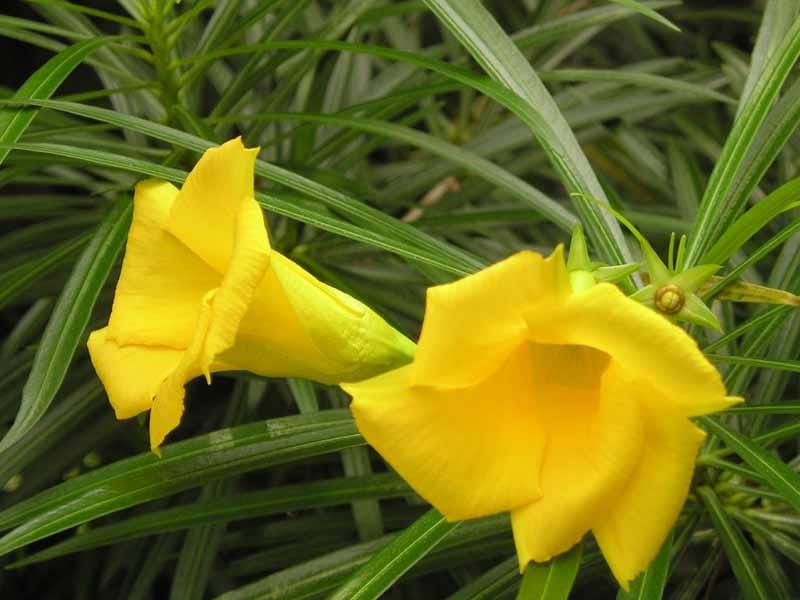 Thevetia peruviana (yellow oleander) Stock Photo by ©Tamara_k 8755529