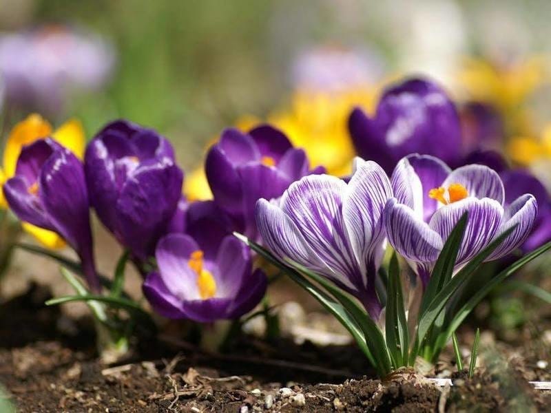The world's top 5 destinations for spring flowers - Booking.com