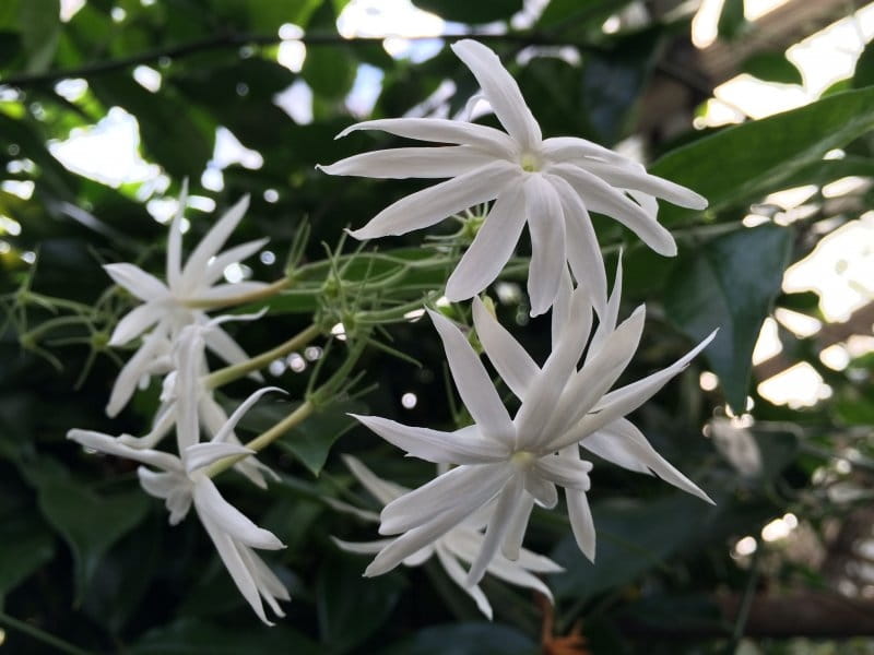 Things to Know About the Night-Blooming Jasmine (Cestrum nocturnum) -  Dengarden