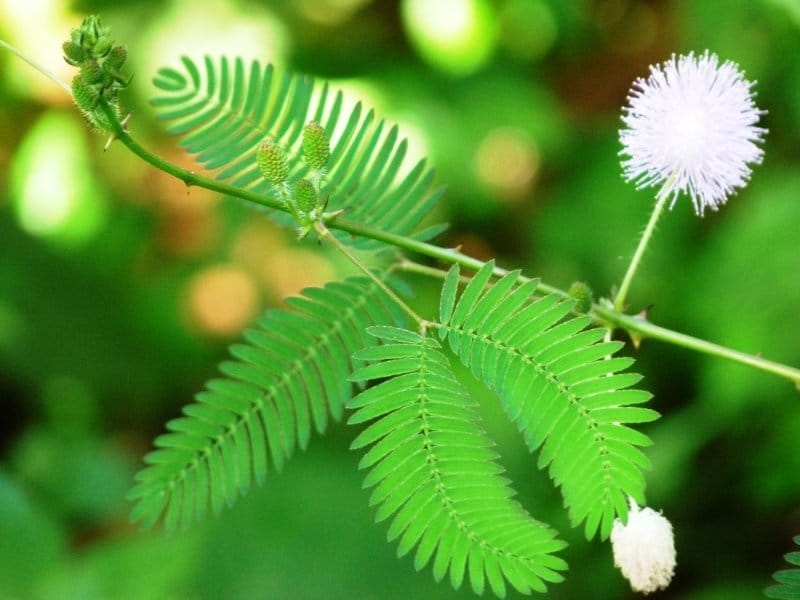 This Plant Literally Moves When You Touch It Mimosa Pudica