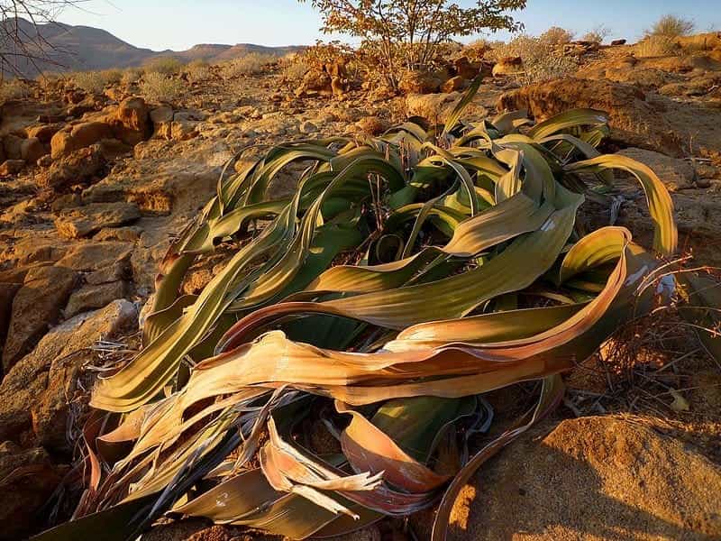 This is Welwitschia, the desert plant that \