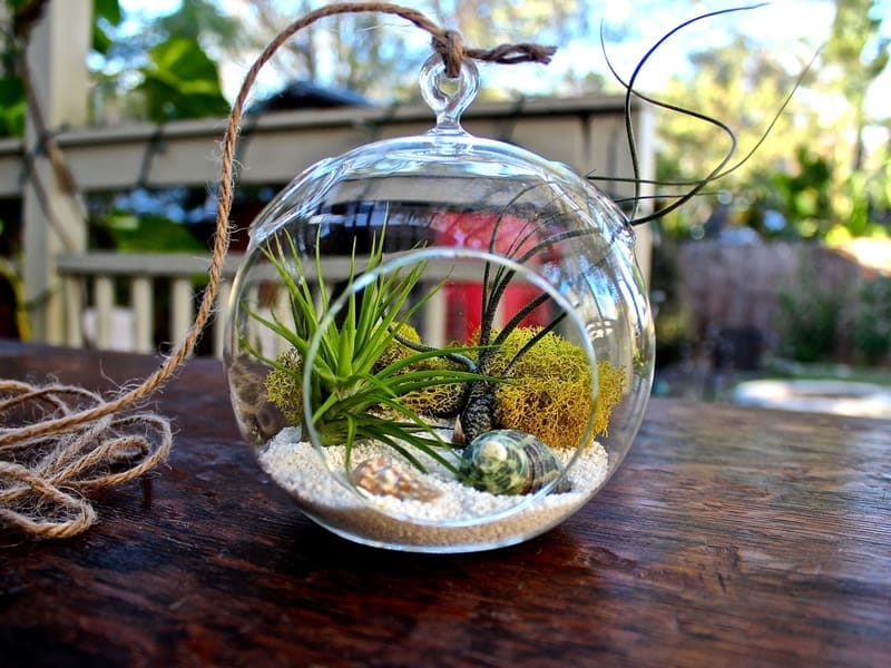 Tillandsia Air Plant Trees for Home and Garden Decoration and Places,  Indoor Garden Ideas. Stock Photo - Image of decoration, ecology: 131463464