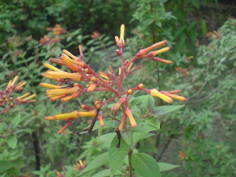 Tips For Feeding Firebush Plants – Learn When To Fertilize A Firebush