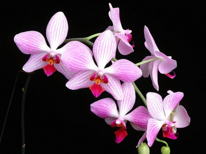 Tips For Getting An Orchid To Bloom