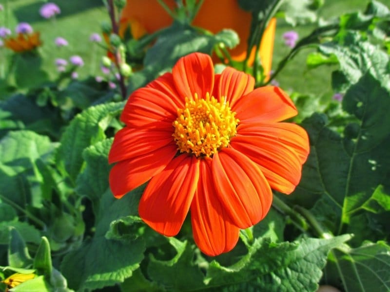Tithonia, Red Torch (Mexican Sunflower)