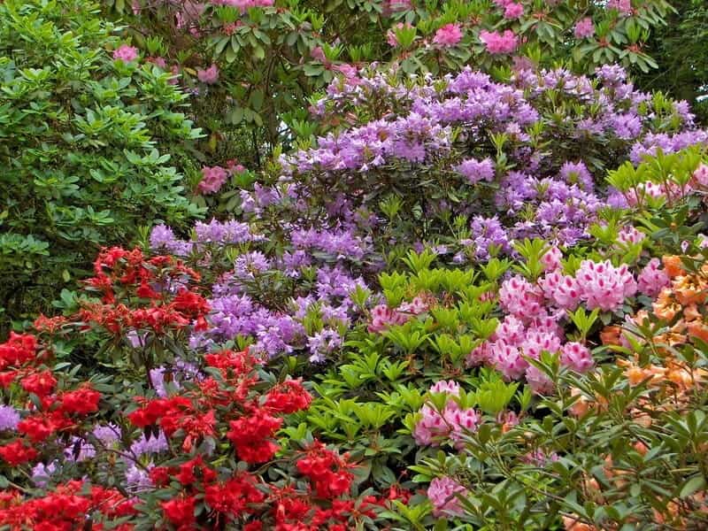 Top 10 Flowering Bushes for Your Yard - Birds and Blooms