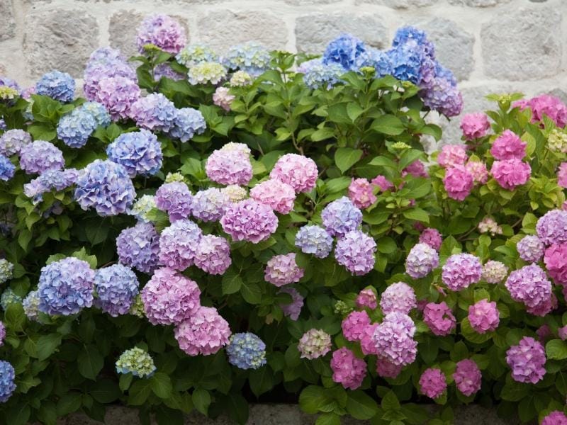 Top 10 Flowering Shrubs - Garden Housecalls
