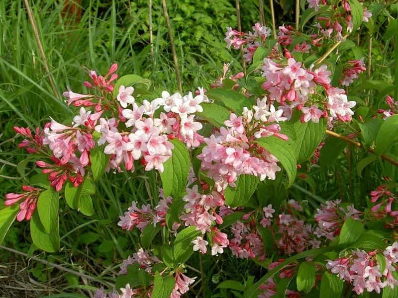 Top 10 Long-Blooming Shrubs – Great Garden Plants